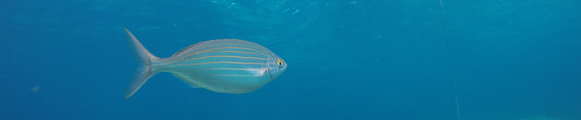 Saupe, poisson de méditerranée