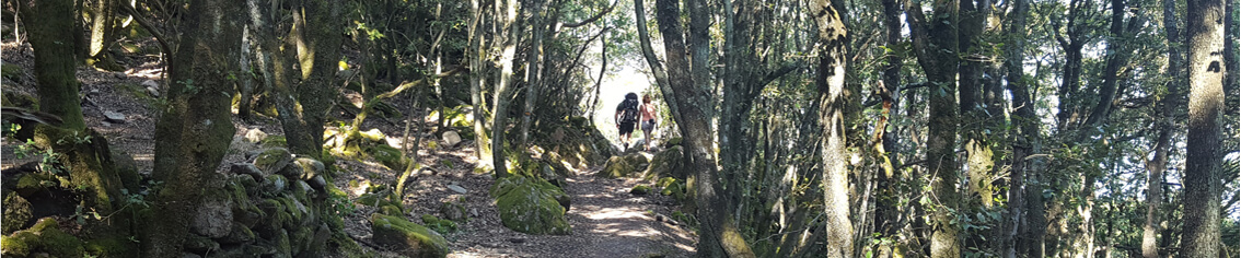 Sous-bois sur le sentier 'mare e monti'